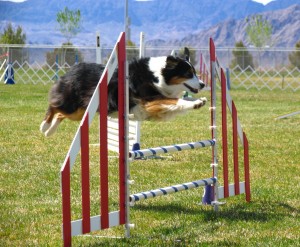 agility