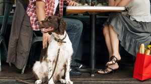cane_ristorante