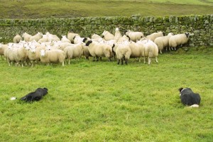 border-collie-and-sheep-8m52d-12