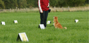 rally-obedience-signs