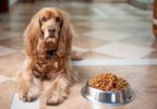 Alimentazione: cosa mangia il mio cane?