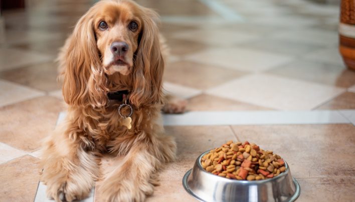 Alimentazione: cosa mangia il mio cane?